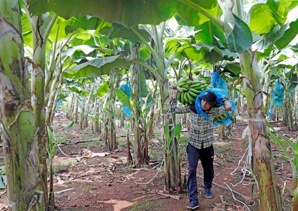 Nông dân Trảng Bom vay vốn ưu đãi phát triển diện tích trồng chuối.