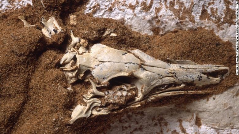 Hóa thạch khủng long tí hon Shuvuuia Desti. Ảnh: Bảo tàng lịch sử tự nhiên Mỹ.