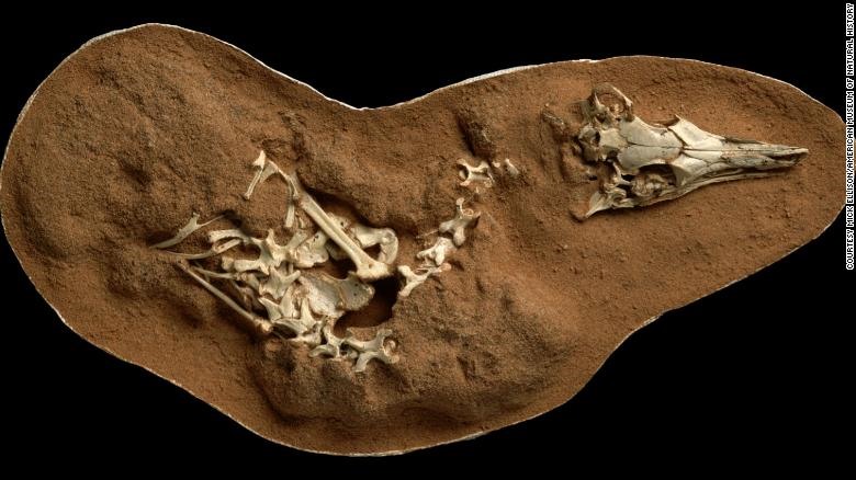 Khoảng 66 triệu năm trước, khủng long tí hon Shuvuuia desti sống trong những môi trường rất khô hạn ở khu vực ngày nay là Mông Cổ. Ảnh: Bảo tàng Tự nhiên Mỹ.