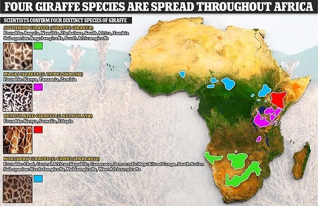 Bản đồ phân bố của bốn loài hươu cao cổ ở Châu Phi: Xanh lá: Hươu cao cổ phương Nam, tím: Hươu cao cổ Masai, đỏ: Hươu cao cổ có hình mắt lưới, xanh ngọc: Hươu cao cổ phương Bắc. Ảnh
