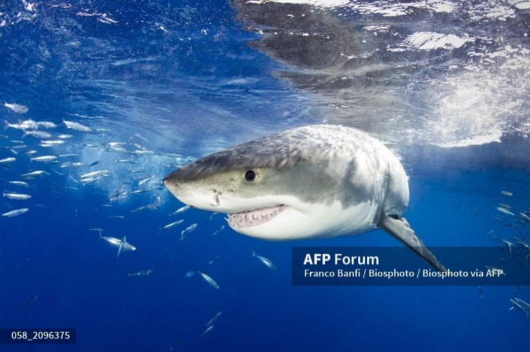 Trong số hơn 3.000 lần nhìn cá mập trắng lớn ở Vịnh Mossel của Nam Phi trong khoảng thời gian 5 năm, 81% là con non. Ảnh: AFP