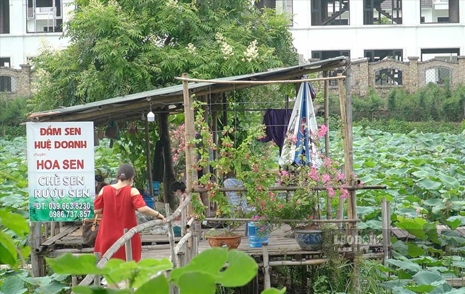 Theo ghi nhận của PV Báo Lao Động, ngày 12.6, chủ các đầm sen đều nghiêm túc chấp hành không đón khách tới chụp ảnh, chỉ đón khách tới mua hoa sen.