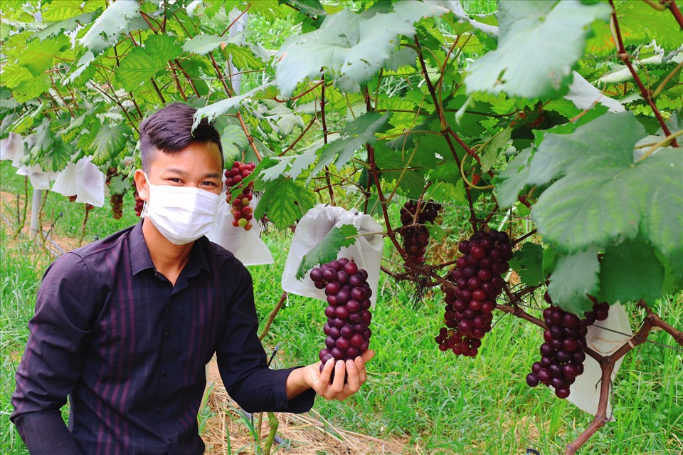 Anh Lý Kim Lợi, người dân tộc Dao thành công với mô hình trồng nho hạ đen. Ảnh: Nguyễn Thúy.