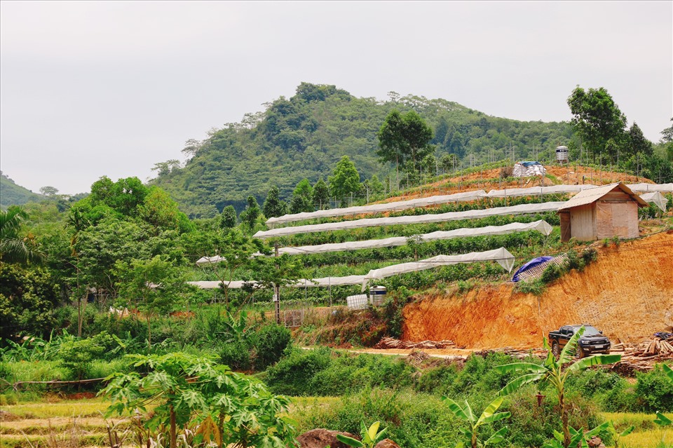 Khu vực trồng nho hạ đen tại huyện Tân Sơn. Ảnh: Nguyễn Thúy.