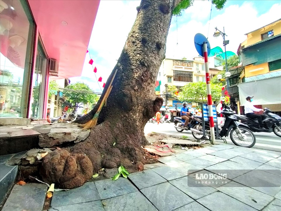 Theo ghi nhận của PV Báo Lao Động, hiện trên một số tuyến phố ở Hà Nội, nhiều cây xanh trong tình trạng trồi gốc, chết héo, nằm nghiêng ra đường tiềm ẩn nhiều nguy cơ nguy hiểm cho người dân.