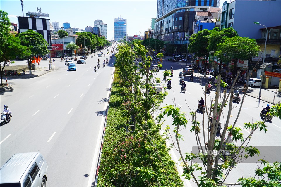 Khoảng 1 tháng trở lại đây, hàng phong lá đỏ được trồng trên tuyến đường Nguyễn Chí Thanh - Trần Duy Hưng lại bất ngờ xanh tốt, giữa nắng hè tháng 6.