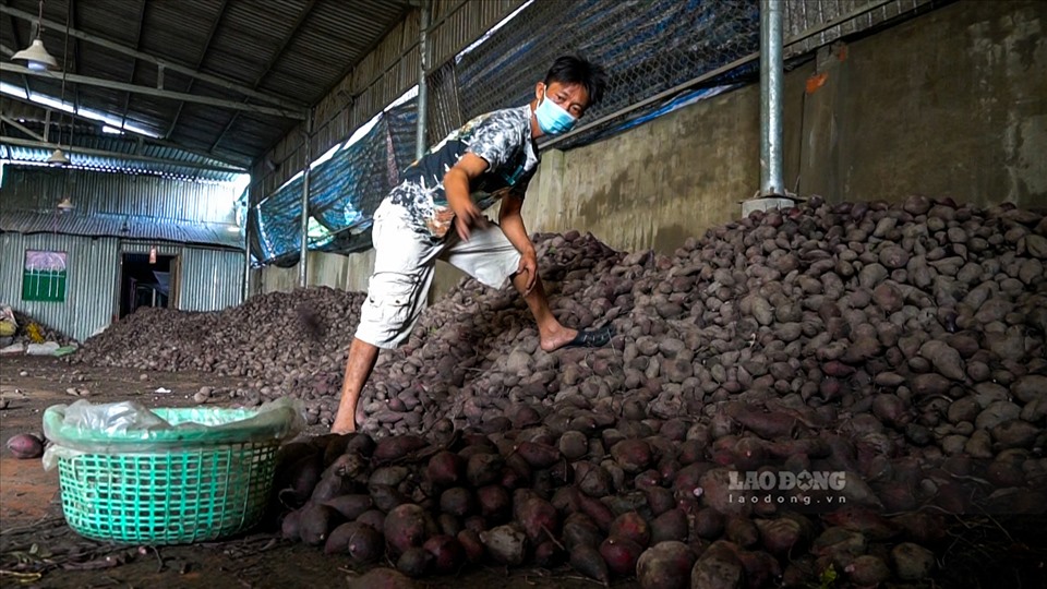Ảnh hưởng của dịch COVID-19, nửa tháng trở lại đây, giá thu mua khoai lang tím Nhật tại huyện Bình Tân (Vĩnh Long) giảm mạnh, khiến nhiều nông dân phải “điêu đứng”.