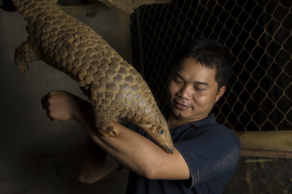 Giám đốc Save Viet Nam' Wildlife - nhà bảo tồn Nguyễn Văn Thái với tình yêu thương đặc biệt dành cho động vật. Ảnh: SVW