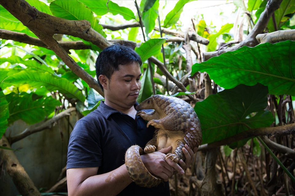 Anh Nguyễn Văn Thái chăm sóc tê tê tại khu vực chăm sóc dài hạn của Save Viet Nam' Wildlife. Ảnh: SVW