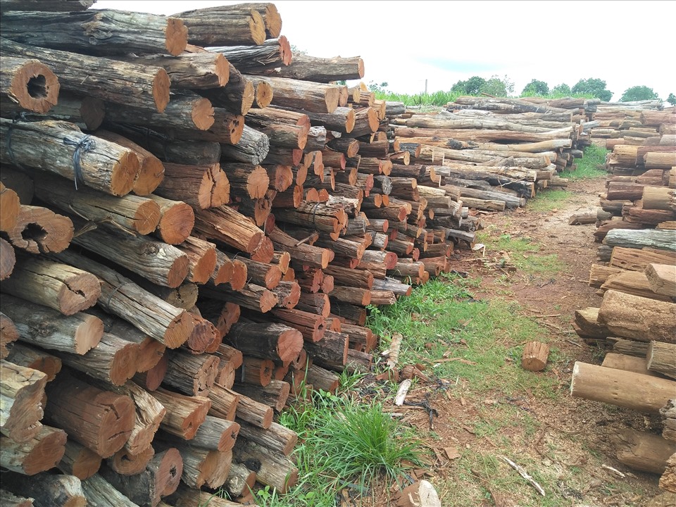 Trụ gỗ bán để trồng hồ tiêu ở huyện Chư Sê. Ảnh T.Tuấn