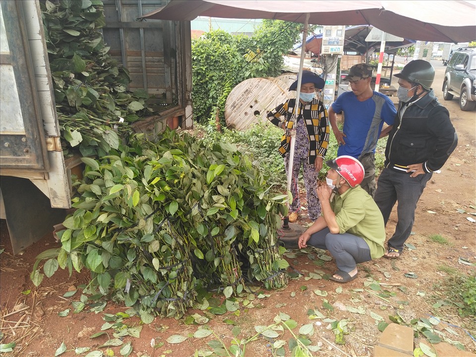 Người dân đi mua tiêu giống ở “thủ phủ” tiêu huyện Chư Sê. Ảnh T.Tuấn