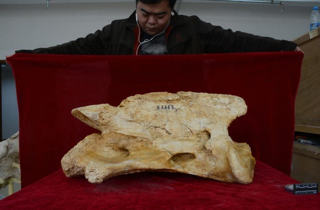Một mẩu hóa thạch tê giác khổng lồ 26,5 triệu năm tuổi. Ảnh: