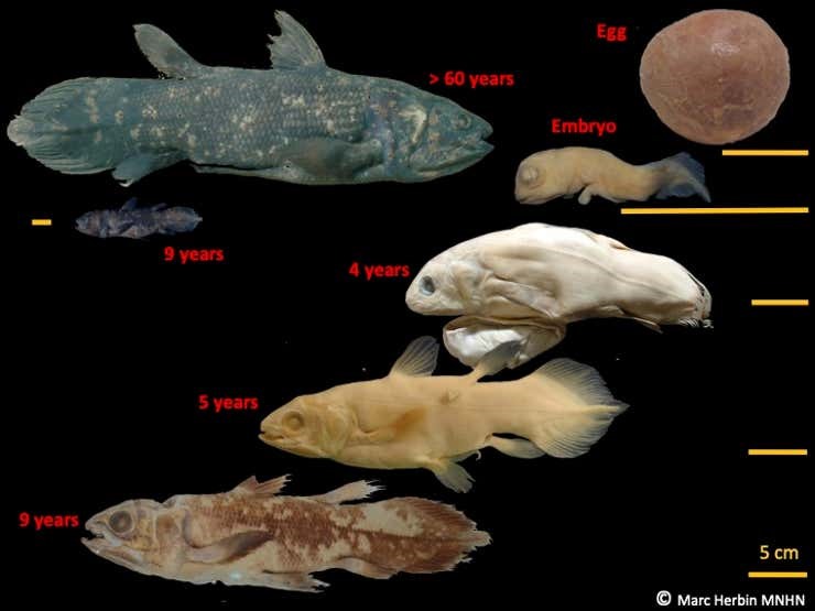 Các giai đoạn phát triển của cá “hóa thạch sống” Coelacanth. Ảnh:  Bảo tàng Muséum national d'Histoire naturelle.