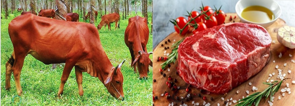 Thịt bò mang một nguồn chất lượng dinh dưỡng tuyệt vời cho cơ thể. Ảnh minh họa. Đồ họa: N.A