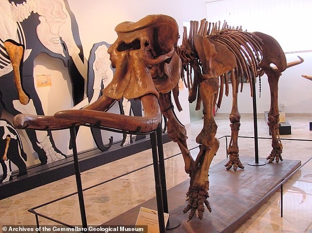 Một bộ xương voi lùn gần như hoàn chỉnh tại Bảo tàng Địa chất Gemmellaro, Italy.  Ảnh: Bảo tàng Địa chất Gemmellaro