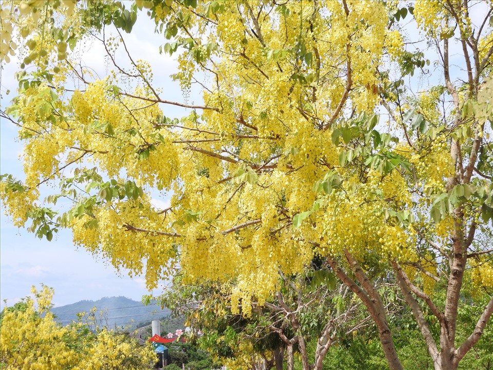 Tuy không được trồng đại trà như những cây hoa khác, nhưng những cây muồng hoàng yến với sắc vàng quyến rũ thật sự đã làm say đắm không ít người thưởng hoa.