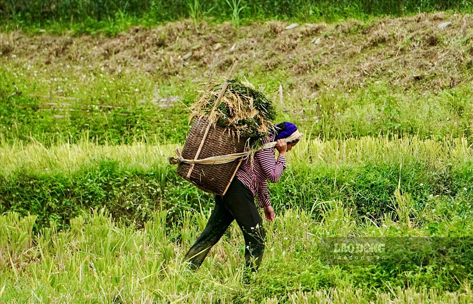 Theo nhiều người dân tại xã Thành Sơn, năm nay lúa được mùa nên người dân khá phấn khởi và thường thức dậy lúc sáng tinh mơ để thu hoạch. Lúa sau khi thu hoạch được cho vào những chiếc gùi, mang về nhà để tuốt và phơi khô.