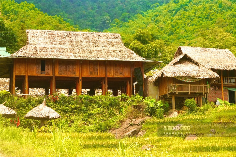 Những ngôi nhà sàn nép mình bên sườn núi và xung quanh là một màu vàng óng của các thửa ruộng bậc thang.