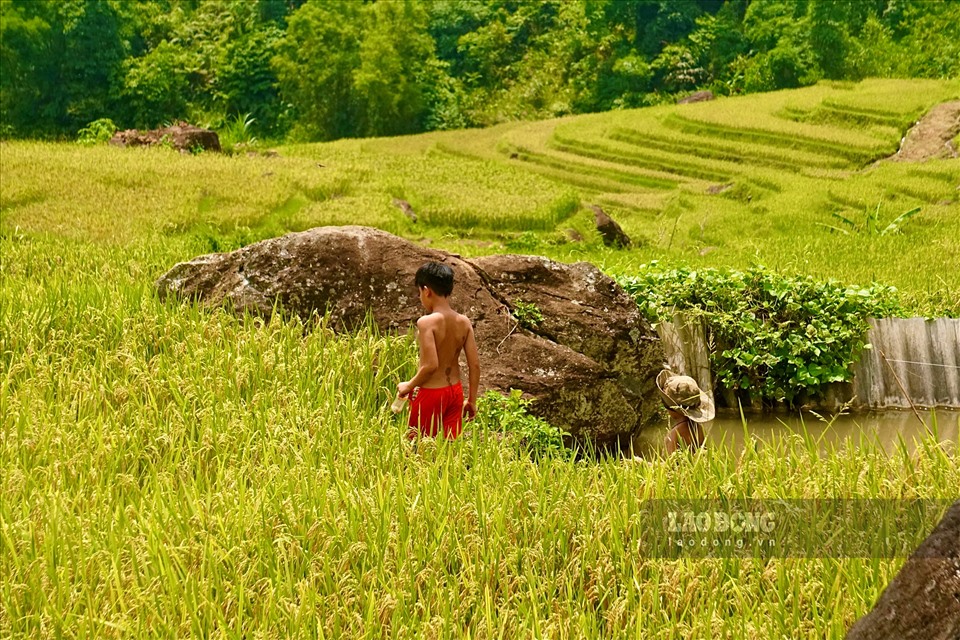 Trẻ em nô nức đi tìm bắt những chú chấu mỡ trên các thửa ruộng, gợi cho các du khách từng gắn bó với mùa gặt, hoài niệm chút về tuổi thơ xưa.