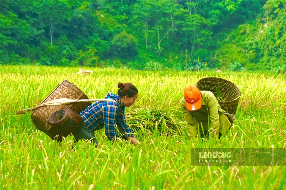 Vào những ngày này, người dân đang khẩn trương thu hoạch lúa trên những thửa ruộng. Tạo nên không khí rộn ràng mỗi sớm tinh mơ hoặc buổi chiều tà.