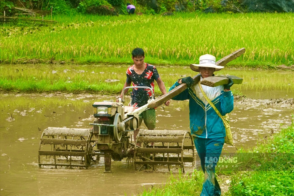 Một số thửa ruộng sau khi thu hoạch, người dân lại tiếp tục cày bừa để chuẩn bị cho một vụ mới.