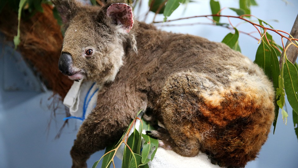 Nhiều con koala gặp nạn trong các trận cháy rừng. Ảnh: VCG/Xinhua