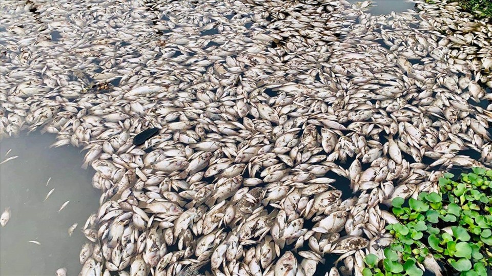 Tình trạng cá chết trắng trên sông Chanh, đoạn qua Khu công nghiệp Khánh Phú. Ảnh: NT