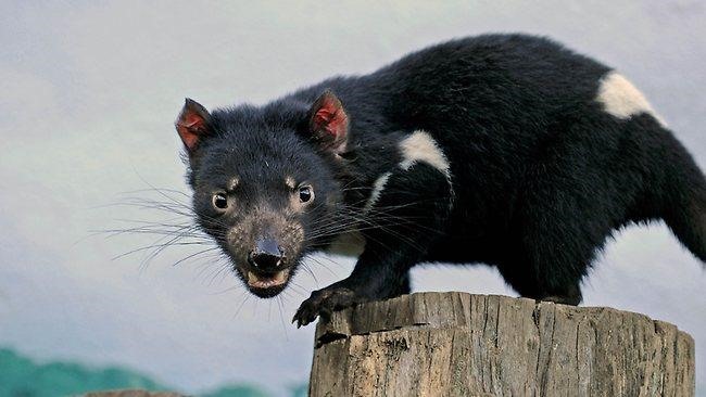 Số lượng quỷ Tasmania của Úc đã bị ảnh hưởng nặng nề bởi một căn bệnh ung thư truyền nhiễm được gọi là bệnh u mặt quỷ. Ảnh: AFP