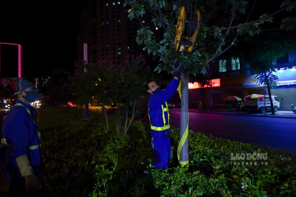 công nhân Công ty TNHH MTV Công viên cây xanh Hà Nội tiến hành di dời cây phong lá đỏ về vườn ươm. Ảnh: Tô Thế