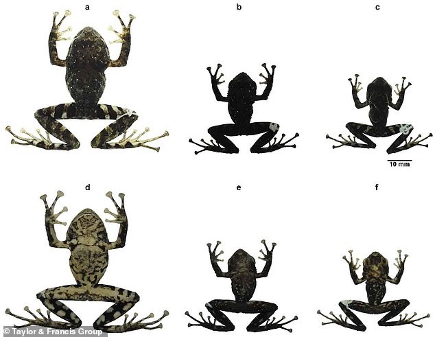 Loài ếch mới có đôi mắt đỏ và da màu vàng, nâu, đen, cam. Ảnh: T&F Group