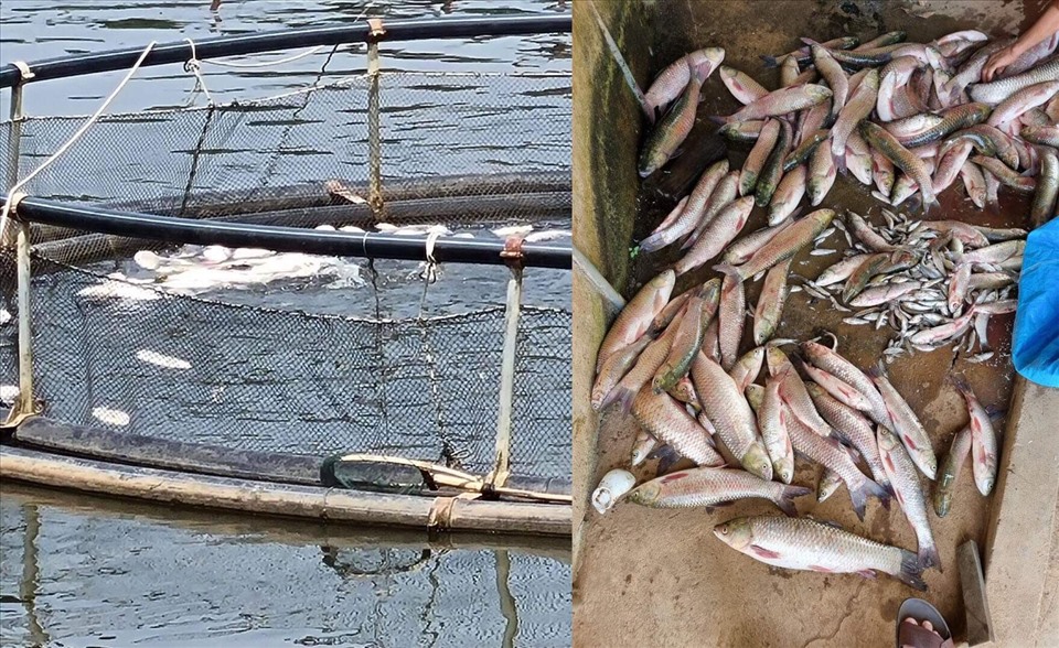 Hàng chục tấn cá của người chăn nuôi tại hồ Thái Lão đã chết vì ô nhiễm xả thải của các trang trại lợn gây ra. Ảnh: Thái Sinh.