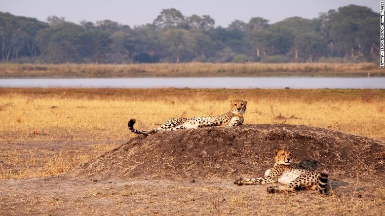 Trong thế kỷ 20, số lượng báo cheetah sụt giảm 93% do bị săn bắn và mất môi trường sống, tuyệt chủng ở nhiều vùng lãnh thổ lịch sử như Ấn Độ và Châu Phi. Năm 2017, chương trình tái sinh ở Công viên Quốc gia Liwonde, Malawi đưa loài này trở lại lần đầu tiên sau 20 năm. Ảnh: AFP