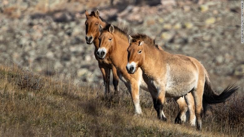Ngựa hoang Mông Cổ là một trong những câu chuyện tái sinh thành công mang tính biểu tượng. Loài này đã bị tuyệt chủng trong tự nhiên vào những năm 1960 và đã được hồi sinh năm 1985. Ảnh: AFP