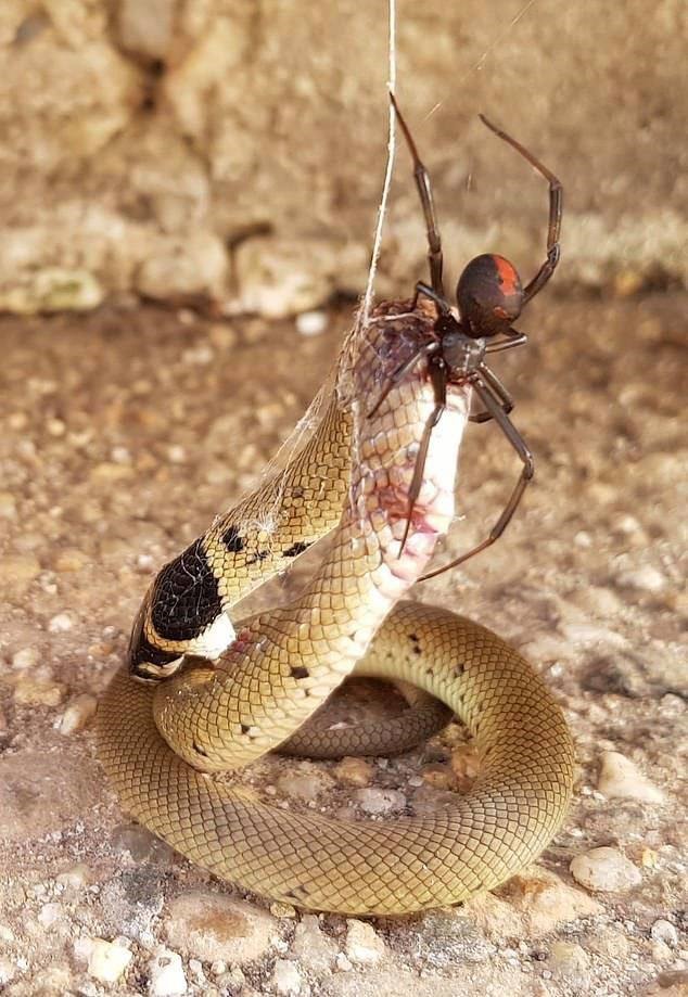 Một con nhện lưng đỏ đã hạ gục một con rắn nâu Australia.