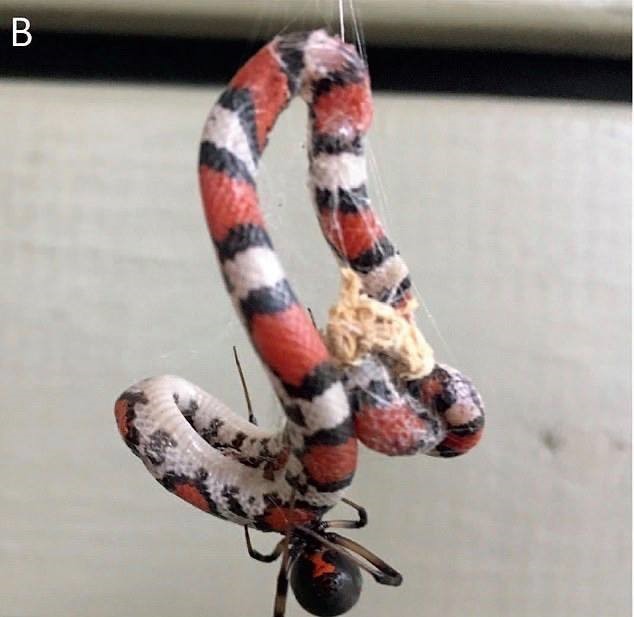 Một con nhện có thể làm một có rắn tê liệt bằng nọc độc. Ảnh: Đại học Basel/Đại học Georgia