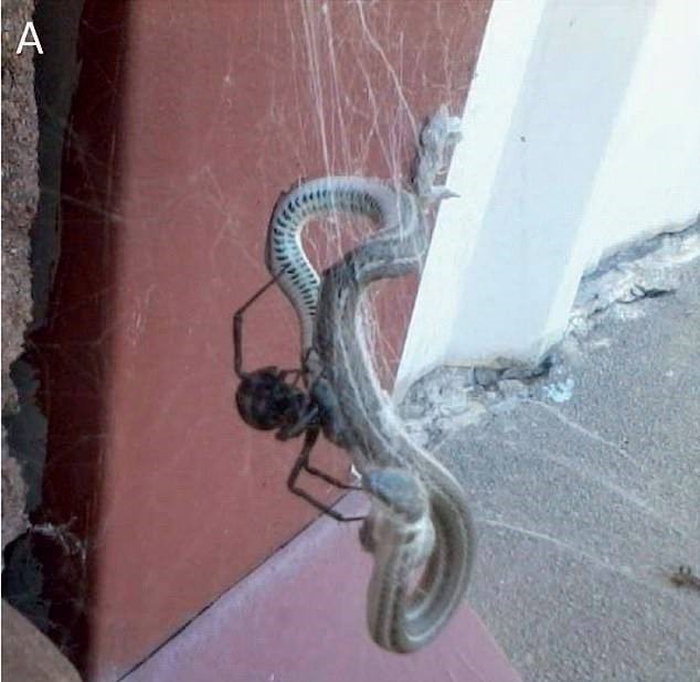 Một con rắn bị giết bởi một con nhện góa phụ đen. Ảnh: Đại học Basel/Đại học Georgia
