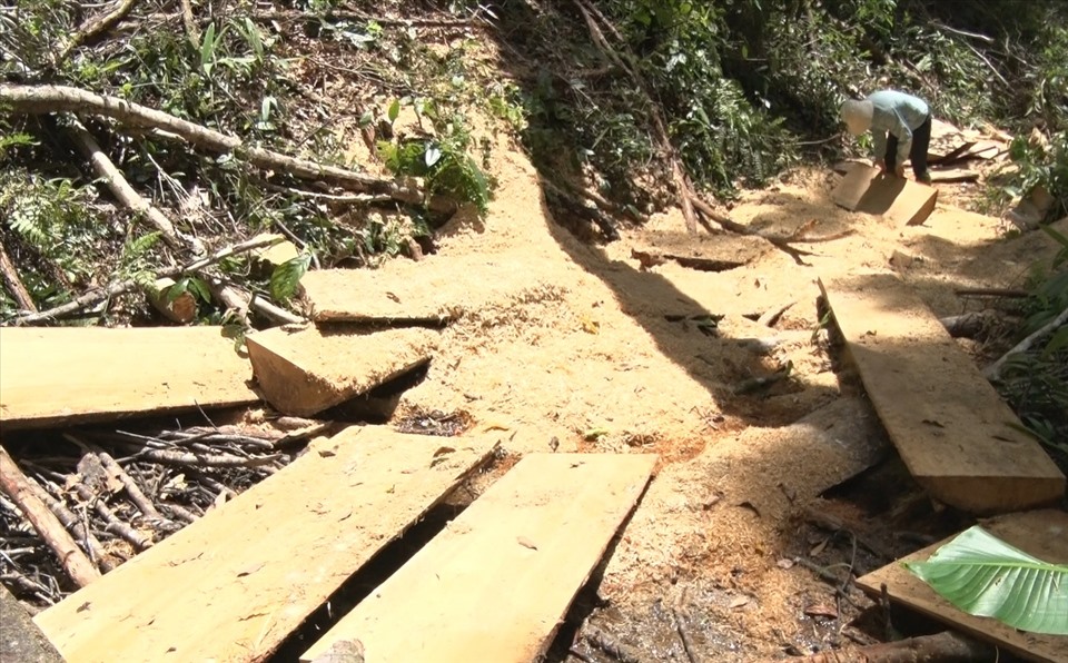 Hiện trường phá rừng gỗ Dổi được phát hiện tại Lâm phần do Công ty Đăkrong quản lý. Ảnh T.Tuấn