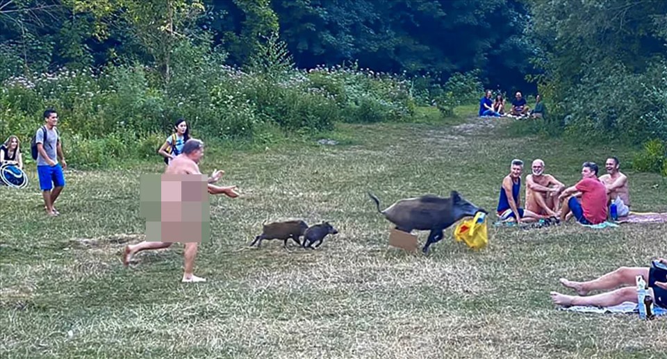 Người đàn ông khỏa thân đuổi theo bộ đồ sau khi con lợn rừng lấy trộm máy tính xách tay của anh ta khi đi nghỉ ở bờ hồ Teufelsee ở Berlin, Đức. Ảnh: AFP