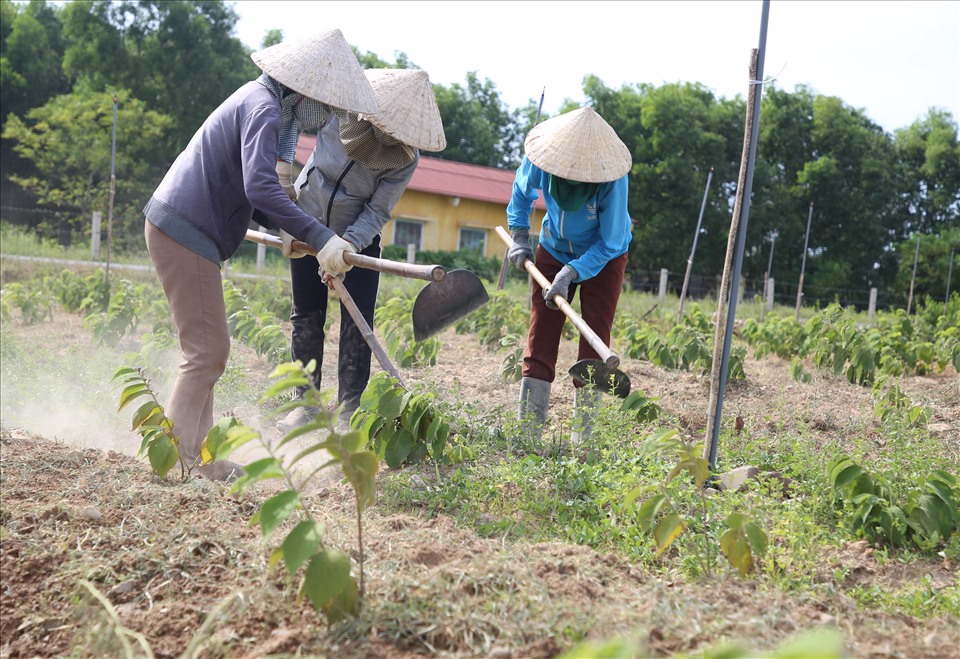 Nông dân huyện Cam Lộ làm cỏ ở diện tích trồng cây dược liệu an xoa. Ảnh: Hưng Thơ.