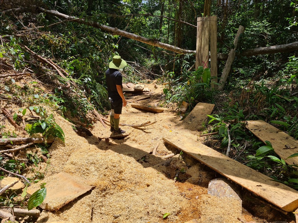 “Công xưởng” gỗ mà lâm tặc bỏ lại tại rừng do Công ty Đắkrong quản lý. Ảnh T.T