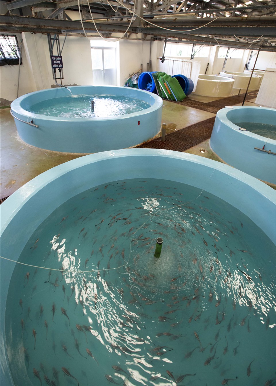 Cùng với cá song vua bố mẹ là hệ thống ươm nuôi cá giống trong các bể chuyên dụng để cho ra đời con giống đồng đều, chất lượng. Ảnh: Trọng Chính