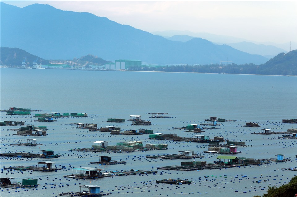 Khánh Hòa có 3 vịnh Nha Trang, Cam Ranh và Vân Phong với diện tích trên 100.000ha. Điều kiện tự nhiên, khí tượng thủy văn nơi đây rất thuận lợi cho việc nuôi biển, trong đó có cá song vua. Ảnh: Trọng Chính