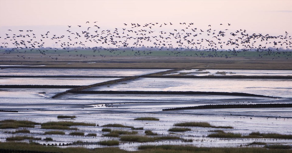 Biển Wadden là nơi cư trú của nhiều loài chim. Ảnh: UNESCO