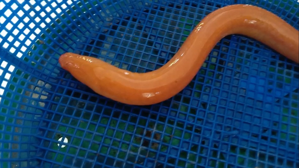 Con lươn có màu vàng ánh anh Toàn bắt được. Ảnh: Thanh Thanh