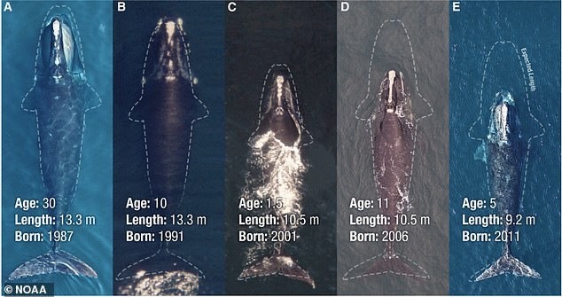 Các nhà khoa học tham gia dự án cho biết cá voi trơn Bắc Đại Tây Dương đã giảm kích thước khoảng 1m kể từ những năm 1980. Ảnh: NOAA