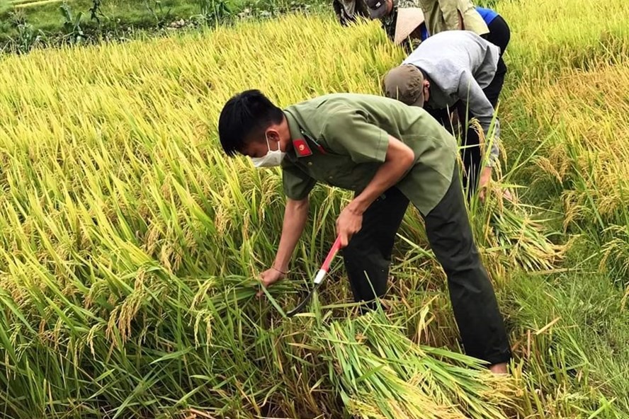 Giá lương thực tăng cao tạo cơ hội cho Việt Nam đẩy mạnh xuất khẩu gạo. Ảnh: Nguyễn Anh Tuấn