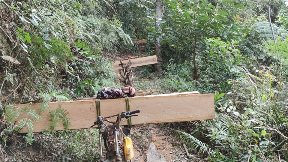 Đoàn xe độ chế đưa gỗ ra khởi rừng xã Hra, Mang Yang. Ảnh T.Tuấn