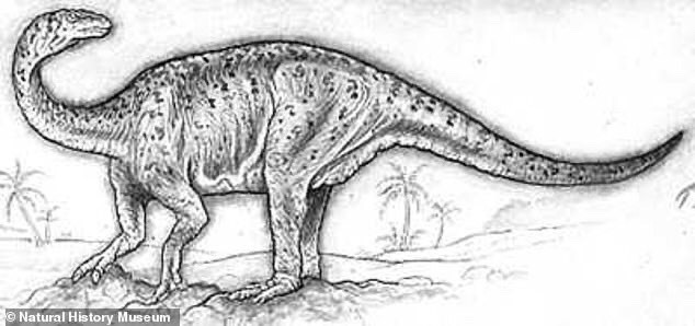 Lufengosaurus được cho là động vật ăn cỏ bốn chân và thường được gọi là thằn lằn Lufeng. Ảnh: