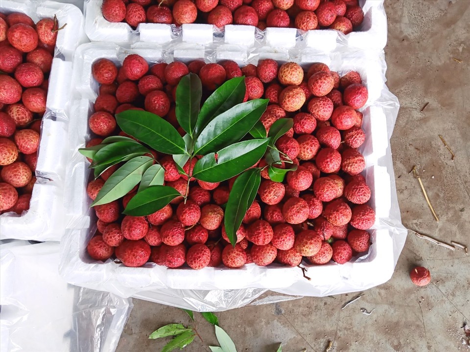 Hình ảnh vải thiều Lục Ngạn chín đỏ trong mùa thu hoạch  Kinh doanh   Vietnam VietnamPlus