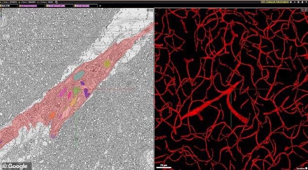 Bản đồ bao gồm hàng chục nghìn tế bào thần kinh được tái tạo, hàng triệu mảnh vỡ tế bào thần kinh, 130 triệu khớp thần kinh và cấu trúc dưới tế bào - bao gồm sợi trục, lông mao, đuôi gai và myelin. Ảnh: Google